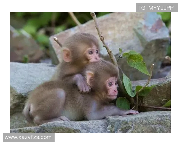 足球明星与猴子的奇妙生活揭秘背后的友情与训练故事